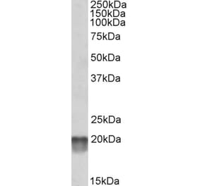Western Blot - Anti-NDUFS7 Antibody (A84842) - Antibodies.com