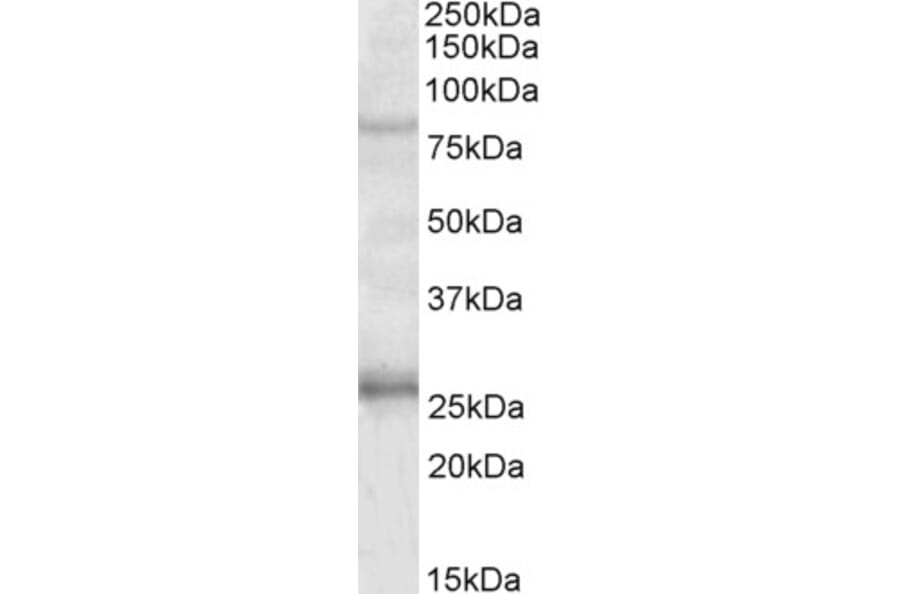 Western Blot - Anti-GPRIN3 Antibody (A84846) - Antibodies.com