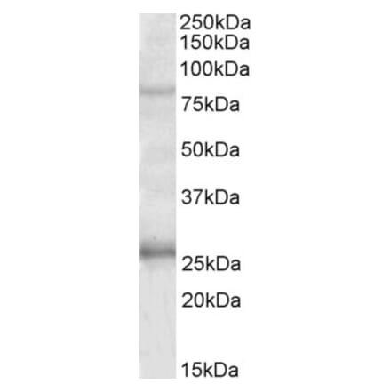 Western Blot - Anti-GPRIN3 Antibody (A84846) - Antibodies.com