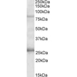 Western Blot - Anti-GPRIN3 Antibody (A84846) - Antibodies.com