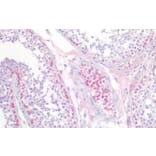 Immunohistochemistry - Anti-PGP9.5 Antibody (A84849) - Antibodies.com