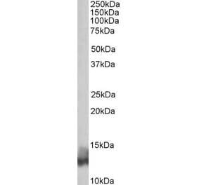 Western Blot - Anti-Phospholamban Antibody (A84850) - Antibodies.com