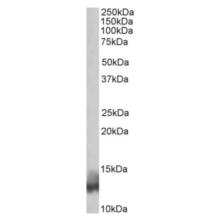 Western Blot - Anti-Phospholamban Antibody (A84850) - Antibodies.com