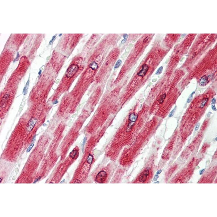 Immunohistochemistry - Anti-Phospholamban Antibody (A84850) - Antibodies.com