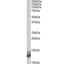 Western Blot - Anti-PLN Antibody (A84850) - Antibodies.com