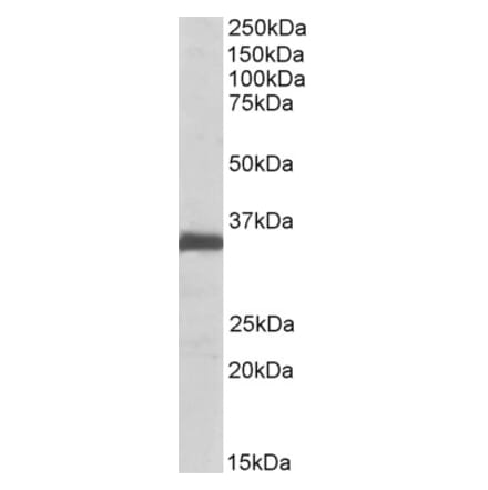 Western Blot - Anti-EFNB2 Antibody (A84855) - Antibodies.com