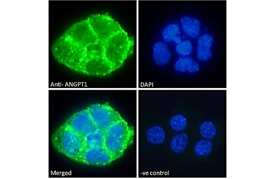 Immunofluorescence - Anti-Angiopoietin 1 Antibody (A84861) - Antibodies.com