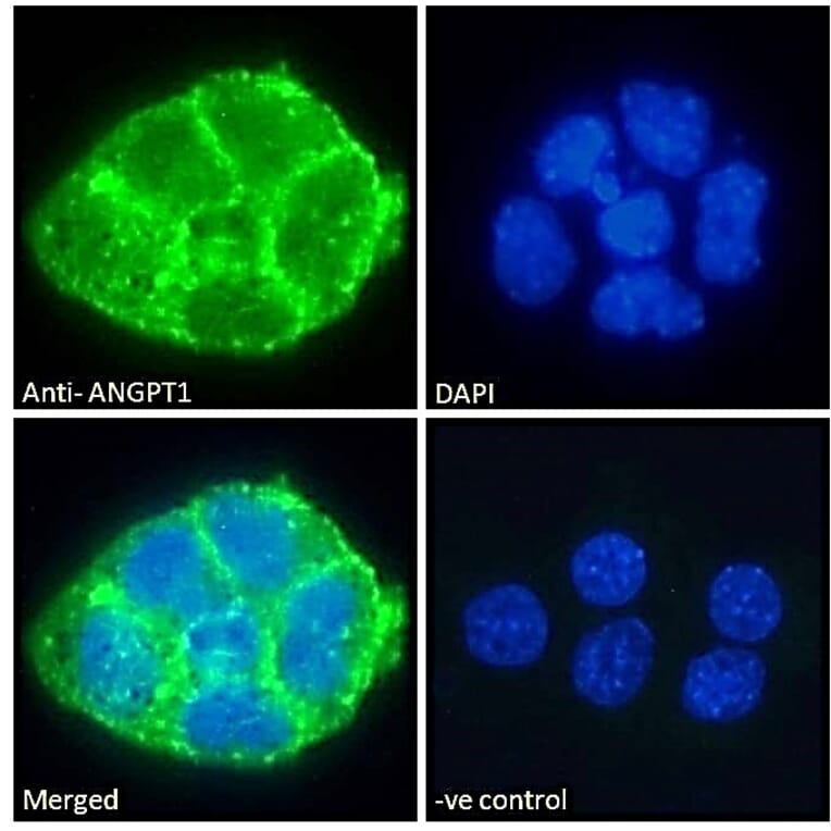 Immunofluorescence - Anti-Angiopoietin 1 Antibody (A84861) - Antibodies.com