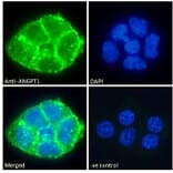 Immunofluorescence - Anti-Angiopoietin 1 Antibody (A84861) - Antibodies.com