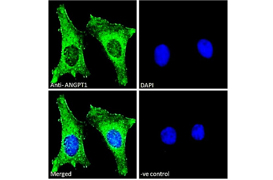 Immunofluorescence - Anti-Angiopoietin 1 Antibody (A84861) - Antibodies.com