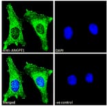 Immunofluorescence - Anti-Angiopoietin 1 Antibody (A84861) - Antibodies.com