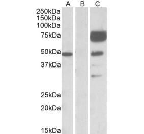 Western Blot - Anti-ANGPT1 Antibody (A84861) - Antibodies.com