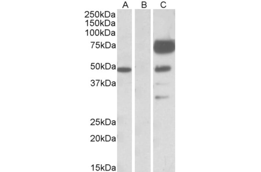 Western Blot - Anti-Angiopoietin 1 Antibody (A84861) - Antibodies.com