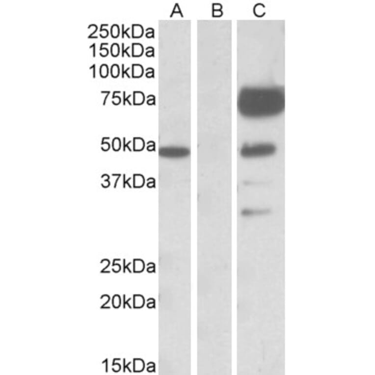 Western Blot - Anti-Angiopoietin 1 Antibody (A84861) - Antibodies.com