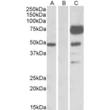 Western Blot - Anti-Angiopoietin 1 Antibody (A84861) - Antibodies.com