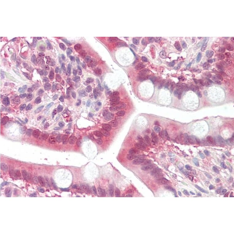 Immunohistochemistry - Anti-MGAT2 Antibody (A84863) - Antibodies.com