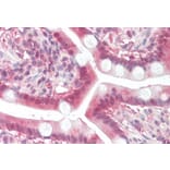 Immunohistochemistry - Anti-MGAT2 Antibody (A84863) - Antibodies.com