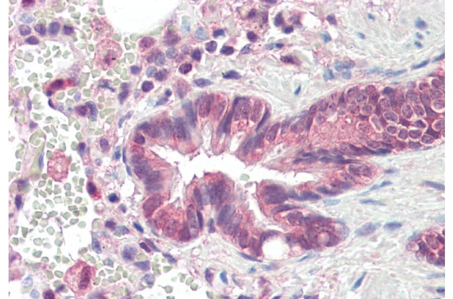 Immunohistochemistry - Anti-PSMB3 Antibody (A84864) - Antibodies.com
