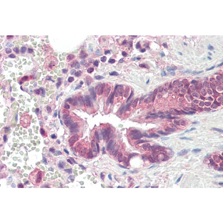 Immunohistochemistry - Anti-PSMB3 Antibody (A84864) - Antibodies.com