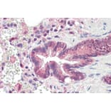 Immunohistochemistry - Anti-PSMB3 Antibody (A84864) - Antibodies.com