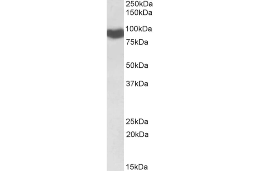 Western Blot - Anti-Cytochrome P450 Reductase Antibody (A84869) - Antibodies.com
