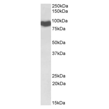 Western Blot - Anti-Cytochrome P450 Reductase Antibody (A84869) - Antibodies.com