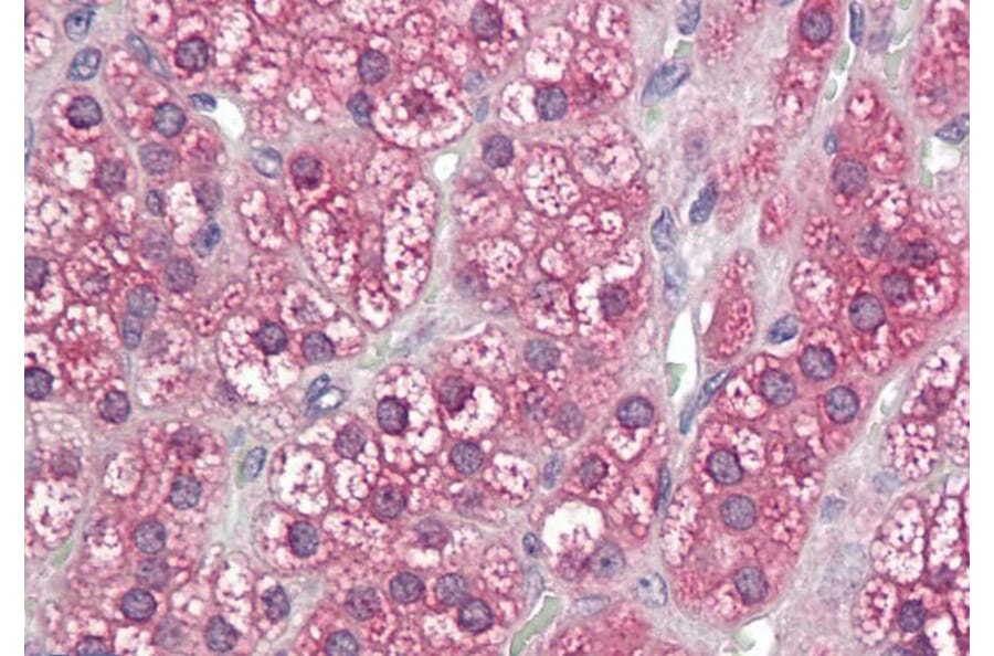Immunohistochemistry - Anti-Cytochrome P450 Reductase Antibody (A84869) - Antibodies.com