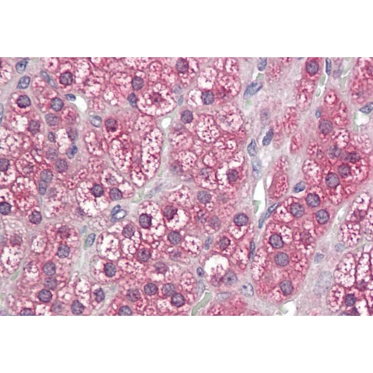 Immunohistochemistry - Anti-Cytochrome P450 Reductase Antibody (A84869) - Antibodies.com