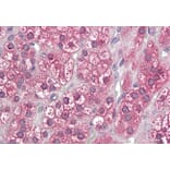 Immunohistochemistry - Anti-Cytochrome P450 Reductase Antibody (A84869) - Antibodies.com