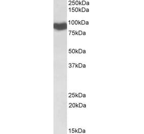 Western Blot - Anti-Cytochrome P450 Reductase Antibody (A84869)