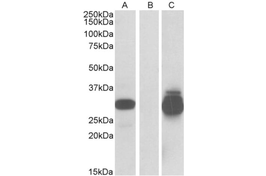 Western Blot - Anti-DESI2 Antibody (A84870) - Antibodies.com