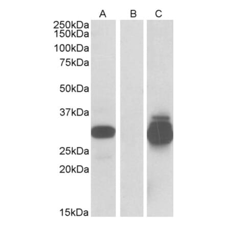 Western Blot - Anti-DESI2 Antibody (A84870) - Antibodies.com