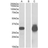 Western Blot - Anti-DESI2 Antibody (A84870) - Antibodies.com