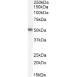 Western Blot - Anti-PAH Antibody (A84871) - Antibodies.com