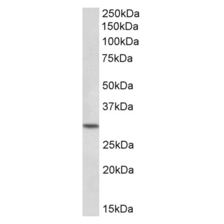 Western Blot - Anti-HOXC8 Antibody (A84872) - Antibodies.com