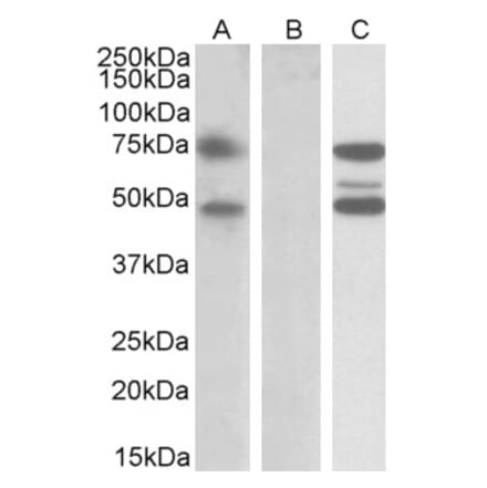 Western Blot - Anti-ASNSD1 Antibody (A84873) - Antibodies.com