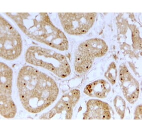Immunohistochemistry - Anti-NOLC1 Antibody (A84874) - Antibodies.com