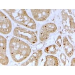 Immunohistochemistry - Anti-NOLC1 Antibody (A84874) - Antibodies.com