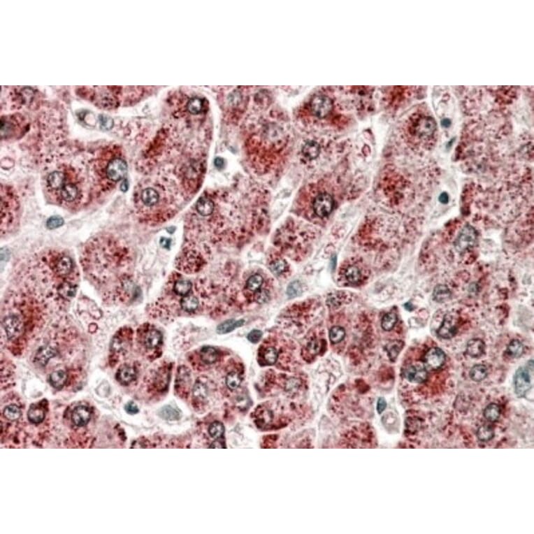 Immunohistochemistry - Anti-Cytochrome P450 2E1 Antibody (A84875) - Antibodies.com