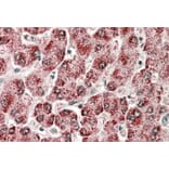 Immunohistochemistry - Anti-Cytochrome P450 2E1 Antibody (A84875) - Antibodies.com