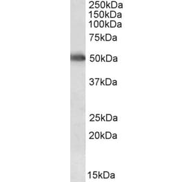 Western Blot - Anti-CYP2E1 Antibody (A84875) - Antibodies.com