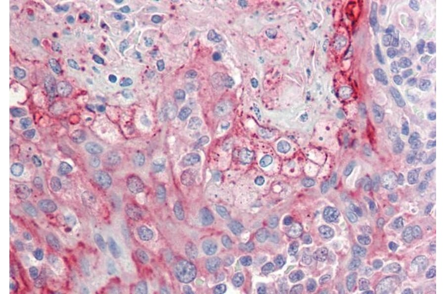 Immunohistochemistry - Anti-RHCG Antibody (A84876) - Antibodies.com