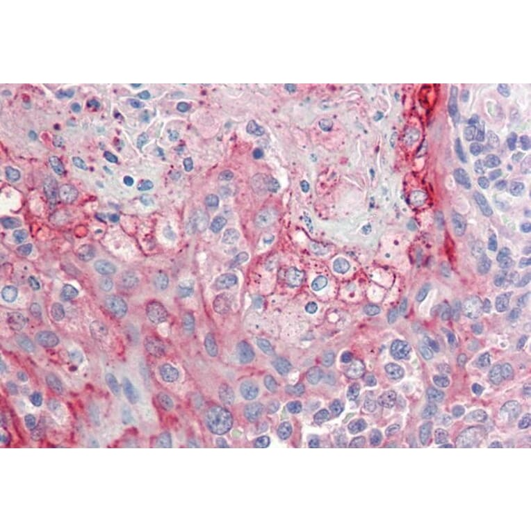 Immunohistochemistry - Anti-RHCG Antibody (A84876) - Antibodies.com