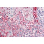 Immunohistochemistry - Anti-RHCG Antibody (A84876) - Antibodies.com