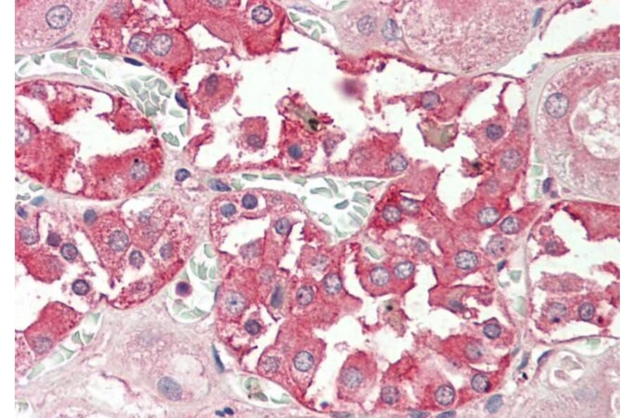 Immunohistochemistry - Anti-RHCG Antibody (A84876) - Antibodies.com