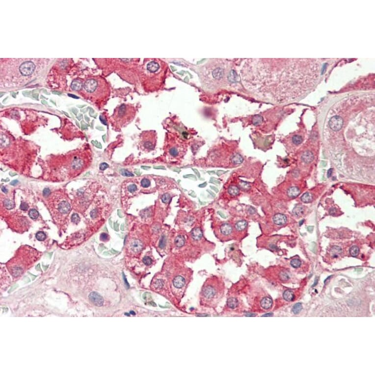 Immunohistochemistry - Anti-RHCG Antibody (A84876) - Antibodies.com