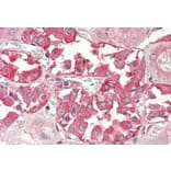 Immunohistochemistry - Anti-RHCG Antibody (A84876) - Antibodies.com