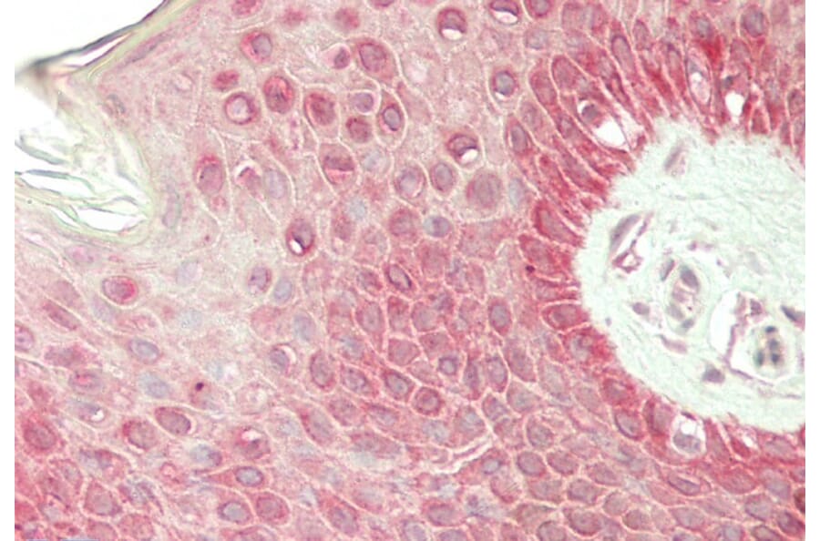 Immunohistochemistry - Anti-RHCG Antibody (A84877) - Antibodies.com