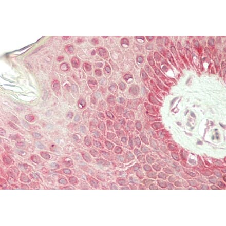 Immunohistochemistry - Anti-RHCG Antibody (A84877) - Antibodies.com