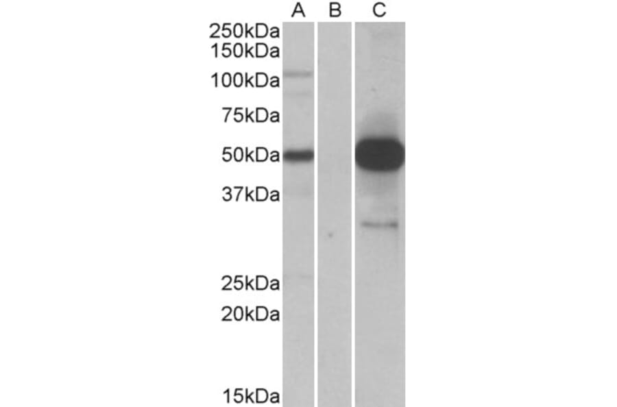 Western Blot - Anti-COPS3/CSN3 Antibody (A84879) - Antibodies.com